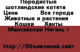 Породистые шотландские котята. › Цена ­ 5 000 - Все города Животные и растения » Кошки   . Ханты-Мансийский,Нягань г.